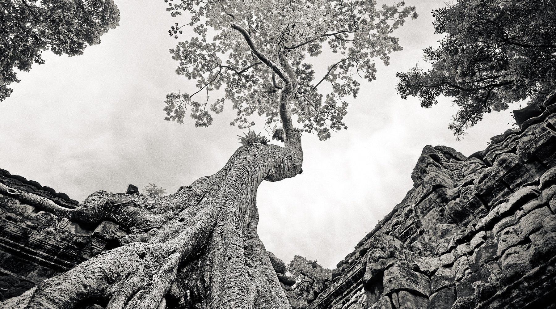 Stone-Root Symphony: A Curatorial Reflection