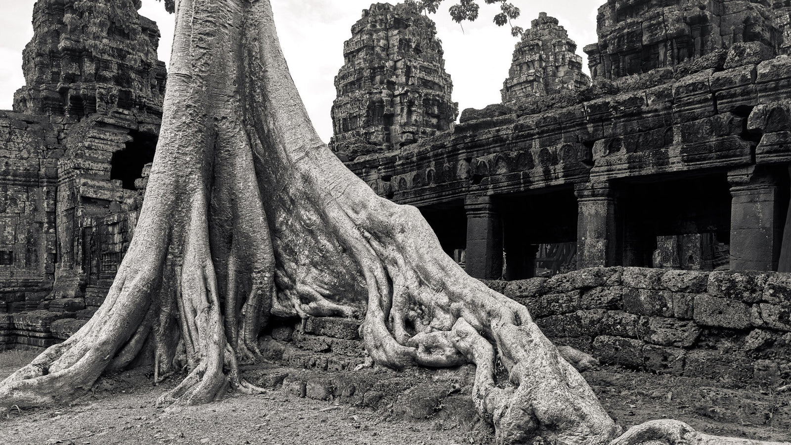 The Trees of Angkor