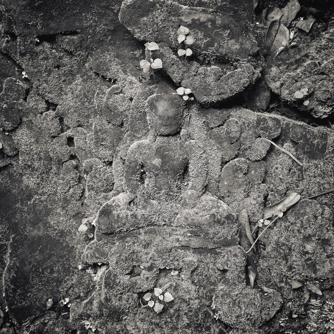 Mossy Buddha, Study I, Preah Khan Temple, Angkor, Cambodia. 2020