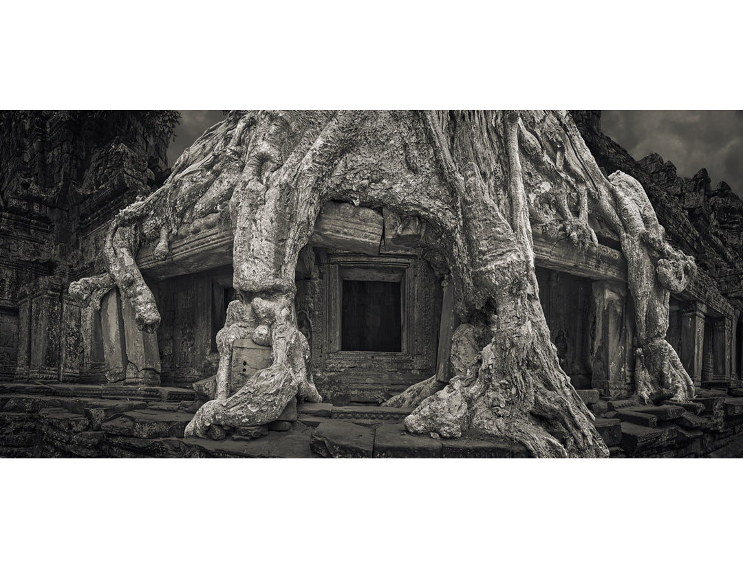 Spung Tree I, Study I, Preah Khan Temple, Angkor, Cambodia. 2020