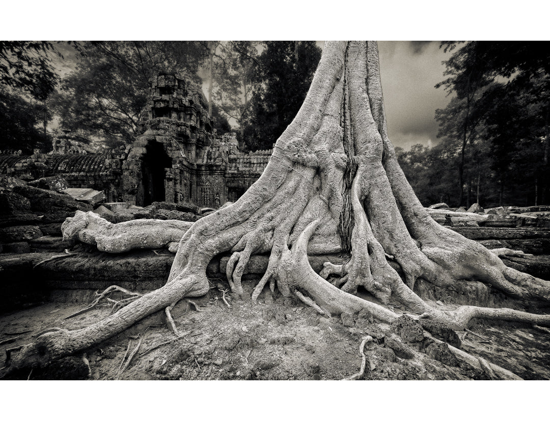 Spung Tree, Ta Nei Temple, Angkor, Cambodia. 2022 by Lucas Varro