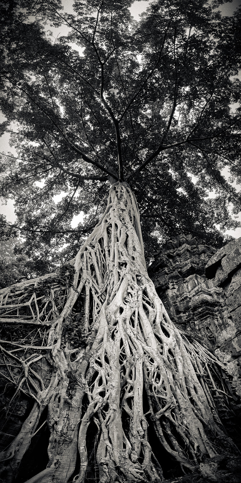 Strangler Fig, Study I, Ta Prohm Temple, Angkor, Cambodia. 2020