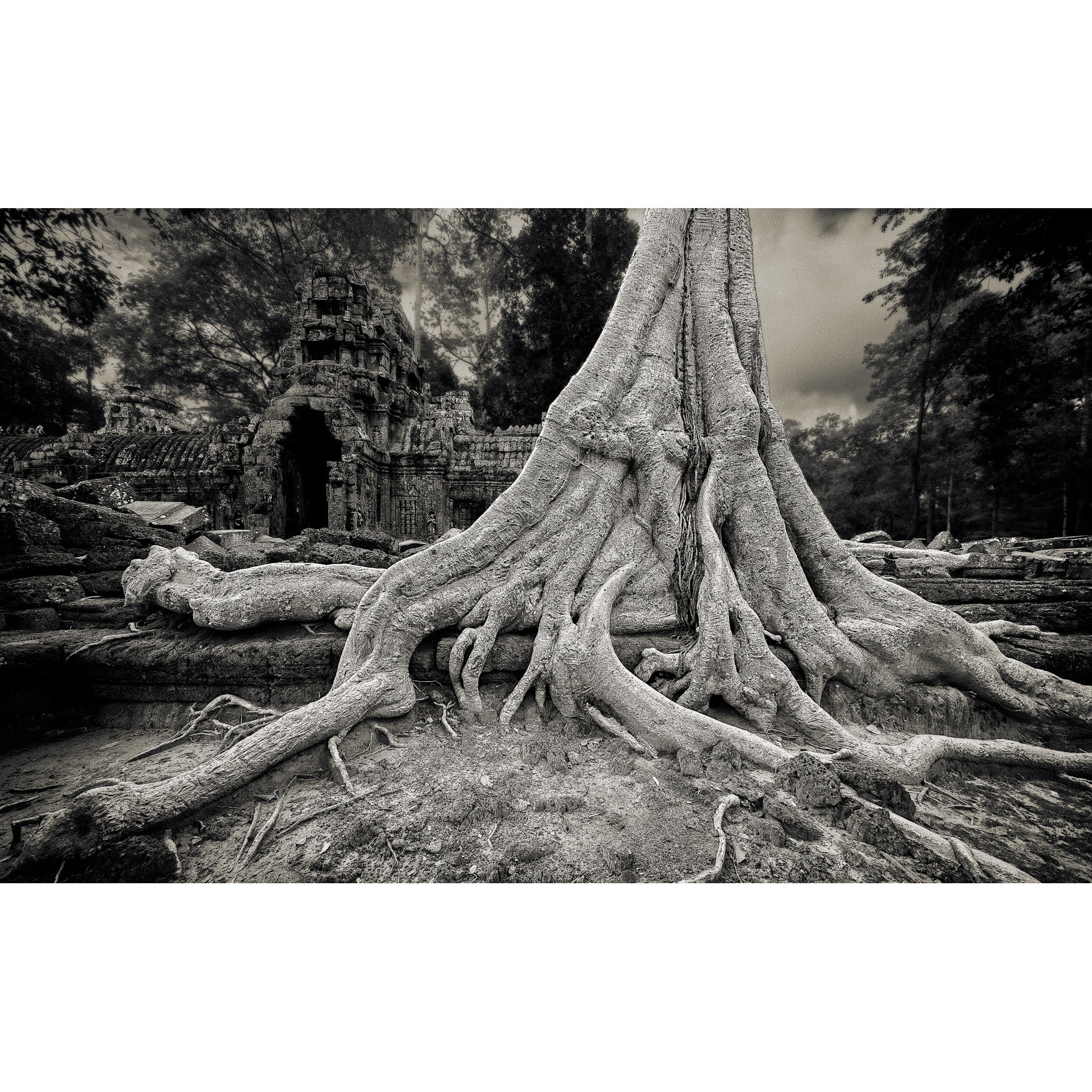 Spung Tree, Ta Nei Temple, Angkor, Cambodia. 2022 by Lucas Varro