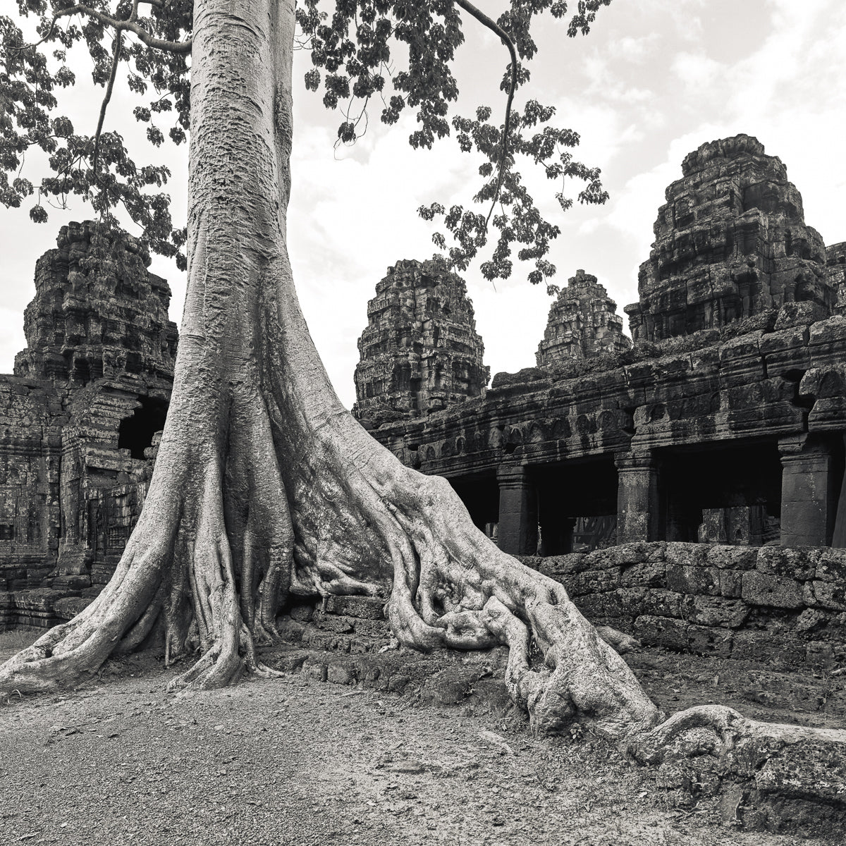 Spung Tree I, Banteay Kdei Temple, Angkor, Cambodia. 2017